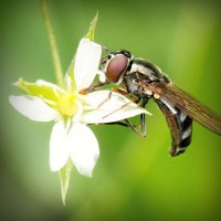 /album/saatradtiopren/photolia-a02-jpg/