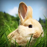 /album/saatradtiopren/photolia-a03-jpg/